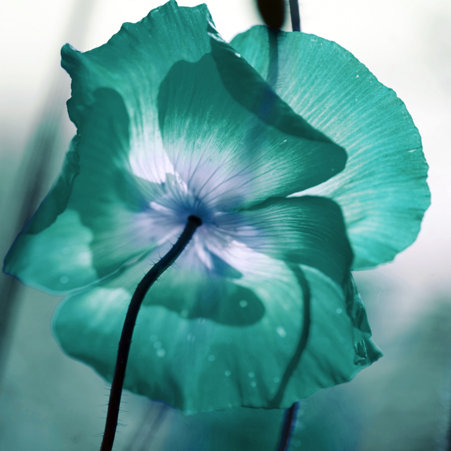 queence XXL-Wandbild »Akustikbild Blüte in Türkis« Blumen | Blumenbilder | Natur 1 Stk. tlg. Einfache Akustiklösung ohne Baumaßnahme, Schalldämmung, Paneele