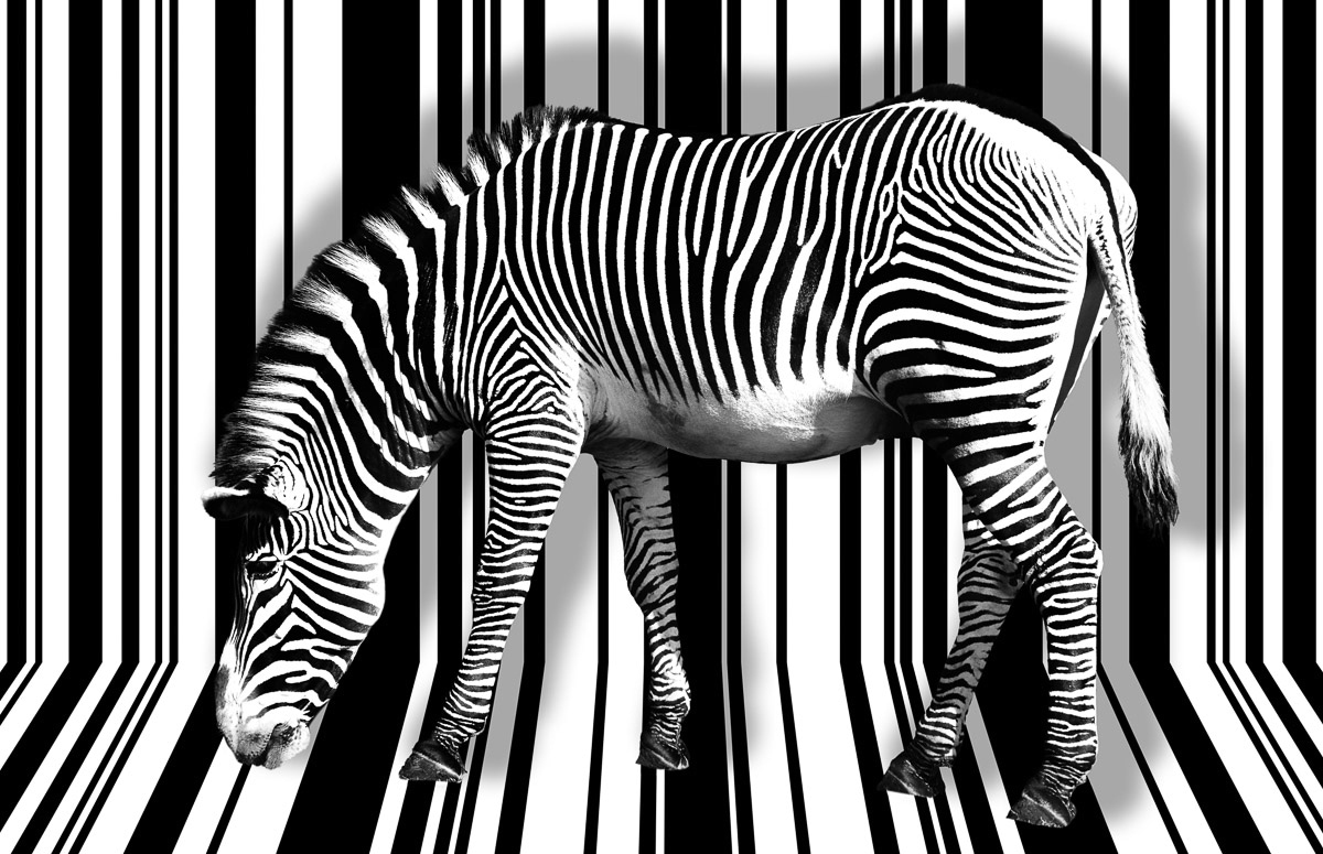 Fototapete »Zebra«