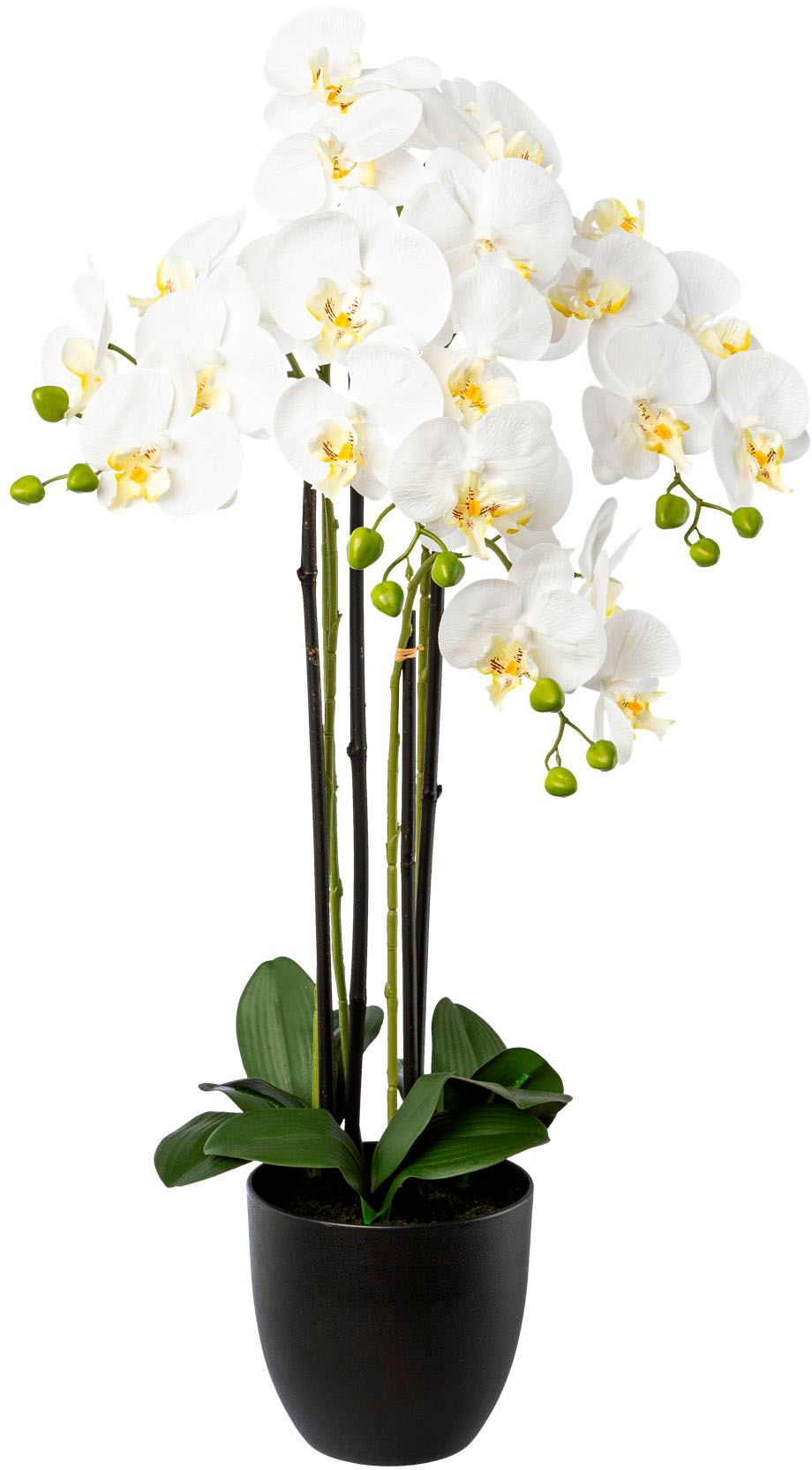 Creativ green Kunstorchidee »Phalaenopsis im Resintopf«, mit Real-Touch-Blüten
