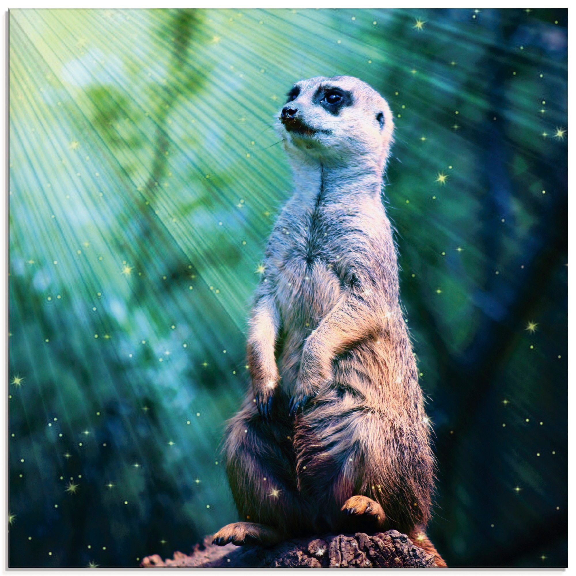 Artland Glasbild »Erdmännchen mit Sterne«, Wildtiere, (1 St.)