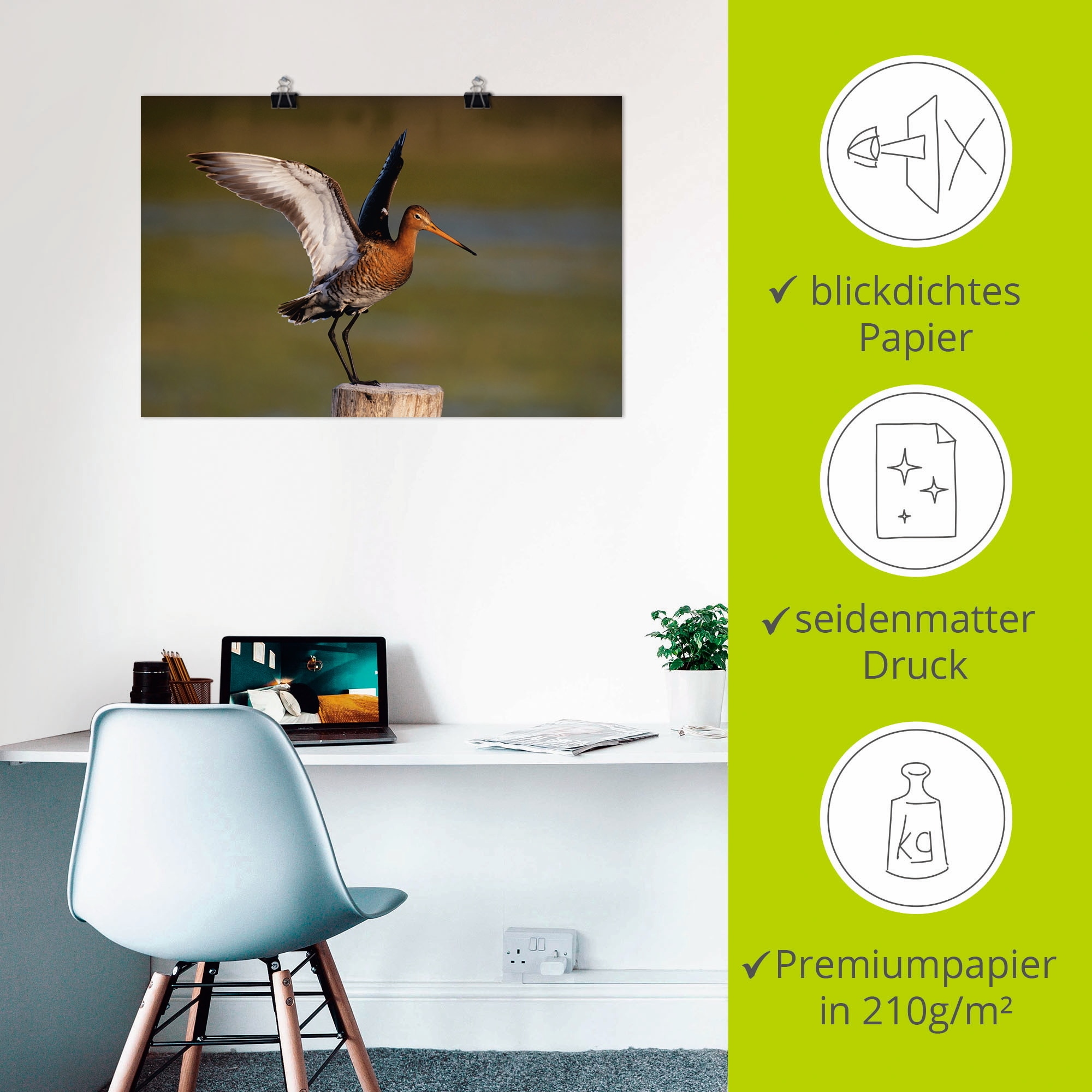 Artland Poster »Uferschnepfe im Landeanflug«, Vogelbilder, (1 St.), als Alubild, Leinwandbild, Wandaufkleber oder Poster in versch. Größen