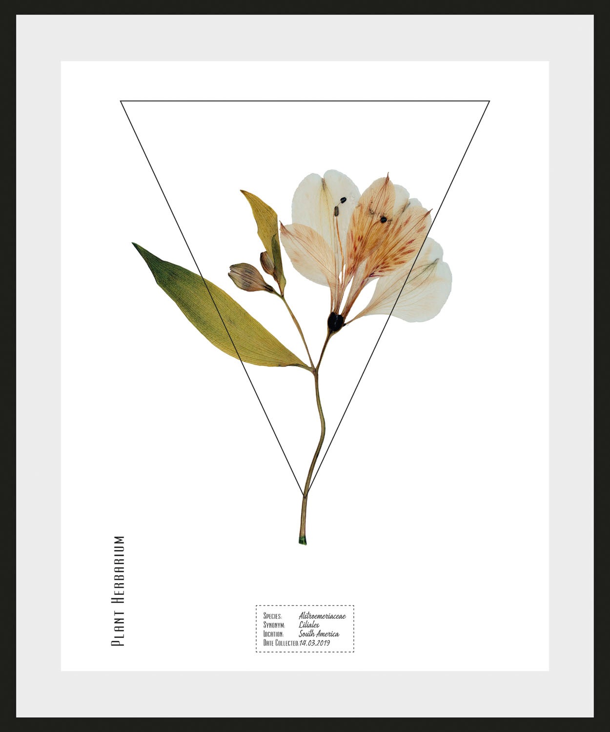 queence Bild »Alstroemeriaceae«, (1 St.)