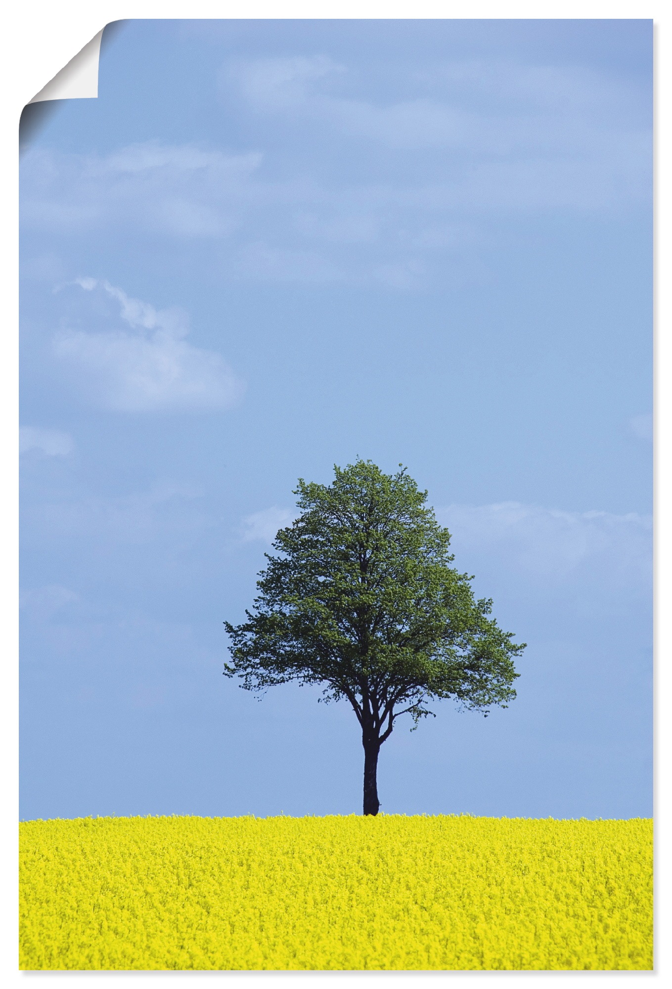 Artland Wandbild »Rapsfeld und Baum«, Wiesen & Bäume, (1 St.), in vielen Größen & Produktarten - Alubild / Outdoorbild für den Außenbereich, Leinwandbild, Poster, Wandaufkleber / Wandtattoo auch für Badezimmer geeignet