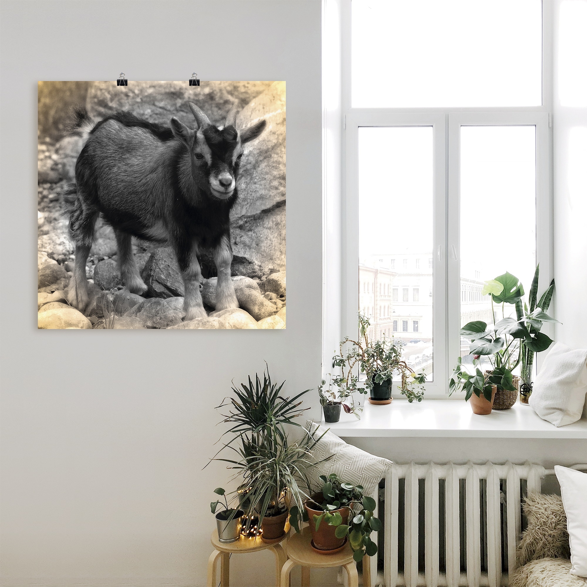 Artland Poster »Zwergziegen Baby Kontakt«, Haustiere, (1 St.), als Alubild, Leinwandbild, Wandaufkleber oder Poster in versch. Größen