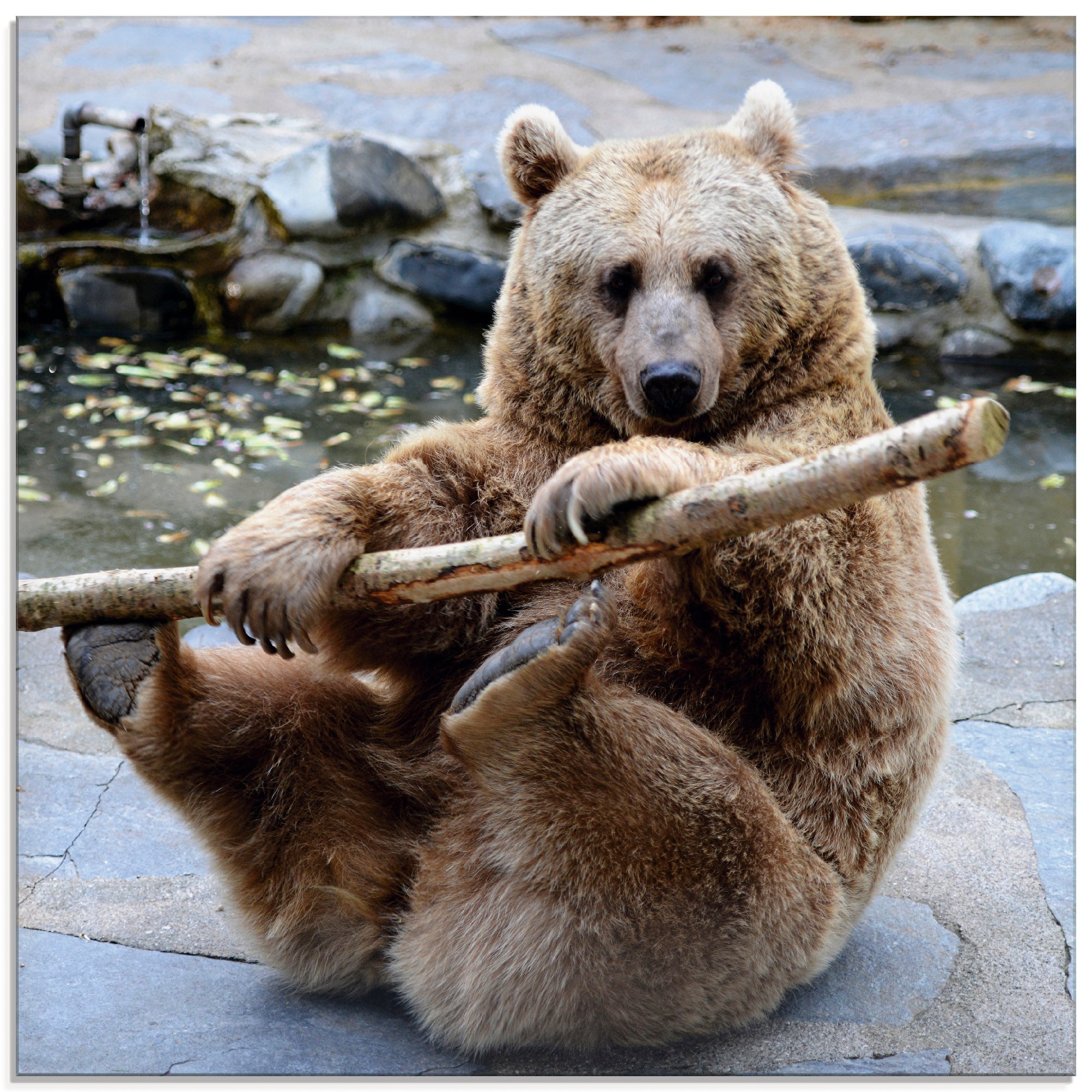 Glasbild »Bär II«, Wildtiere, (1 St.), in verschiedenen Größen