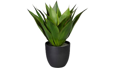 Creativ green Künstliche Zimmerpflanze »Deko-Sukkulente Aloe« kaufen online  bei OTTO