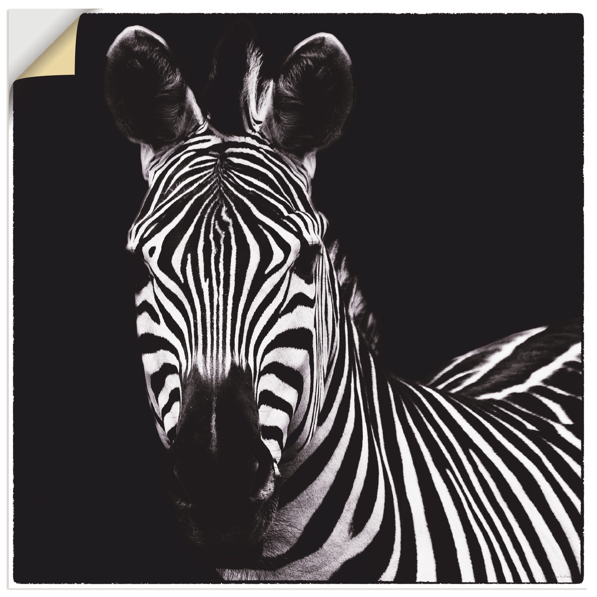 Wandbild »Zebra II«, Wildtiere, (1 St.), als Leinwandbild, Wandaufkleber in verschied....