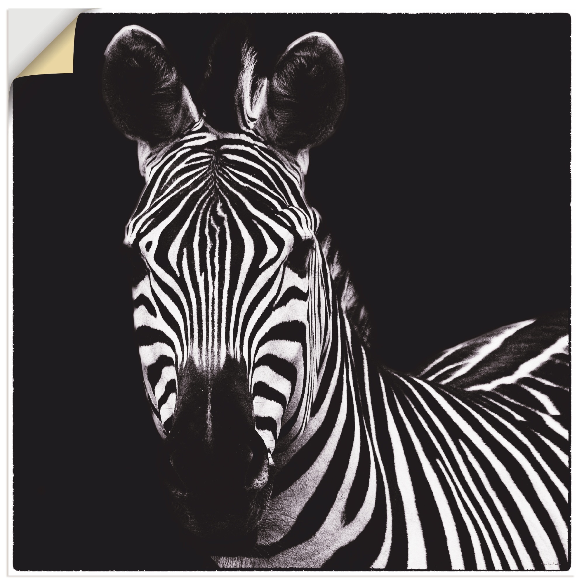 Artland Wandbild »Zebra II«, Wildtiere, (1 St.), in vielen Größen & Produktarten -Leinwandbild, Poster, Wandaufkleber / Wandtattoo auch für Badezimmer geeignet