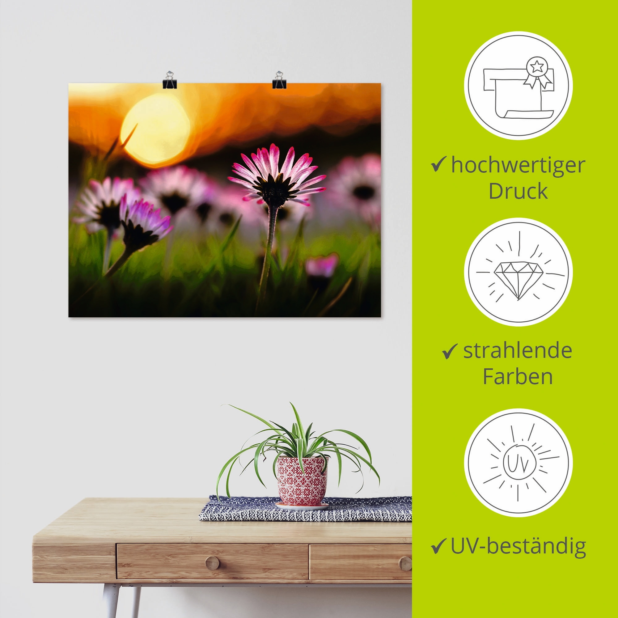 Artland Poster »Gänseblümchen im Sonnenuntergang«, Blumenwiese, (1 St.), als Alubild, Leinwandbild, Wandaufkleber oder Poster in versch. Größen