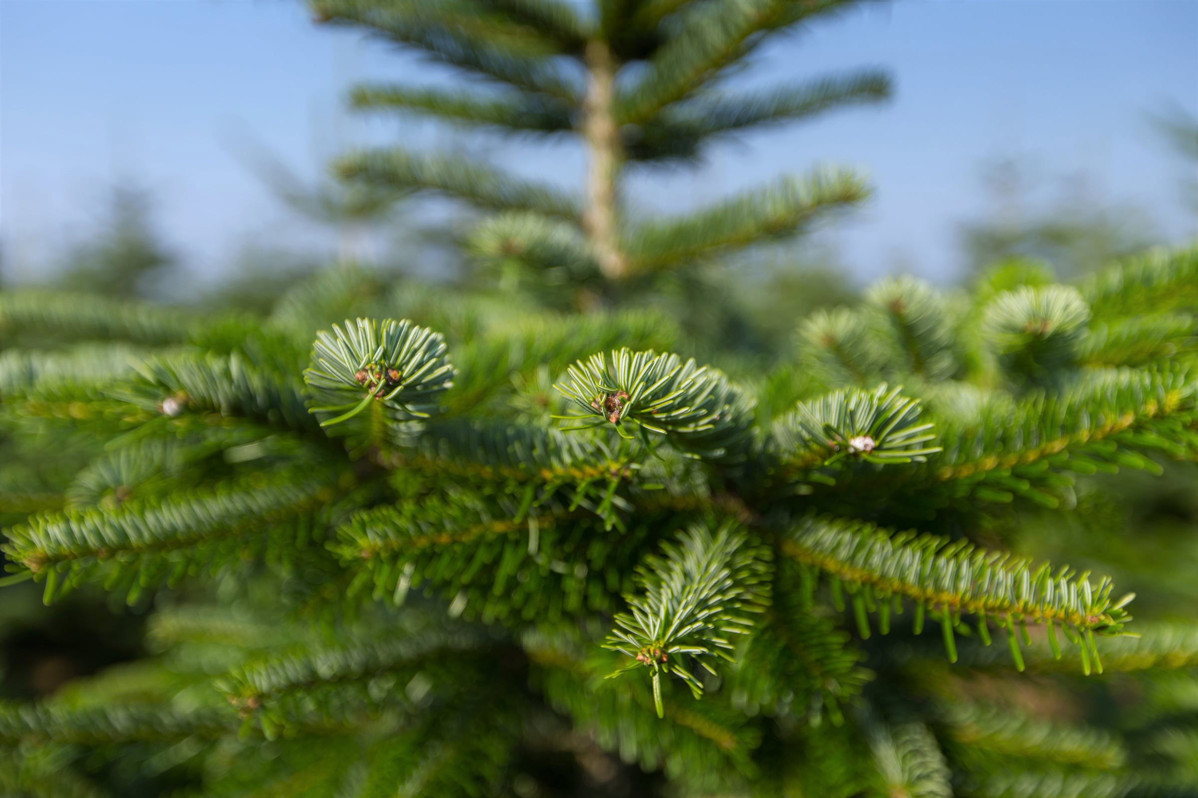 Weihnachtsbaumland Echter Weihnachtsbaum »Nordmanntanne inkl. Mini-Baumständer, Weihnachtsdeko«, Nordmanntanne, Höhe ca. 100 bis 120 cm