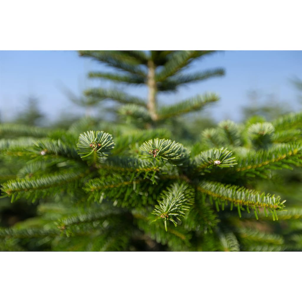 Weihnachtsbaumland Echter Weihnachtsbaum »Nordmanntanne inkl. Mini-Baumständer, Weihnachtsdeko«, Nordmanntanne