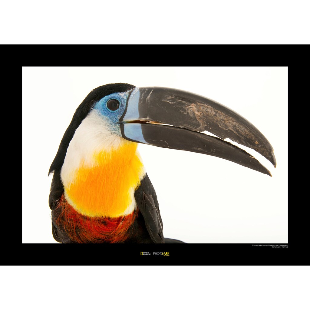 Komar Poster »Channel-billed Toucan«, Tiere, Höhe: 50cm