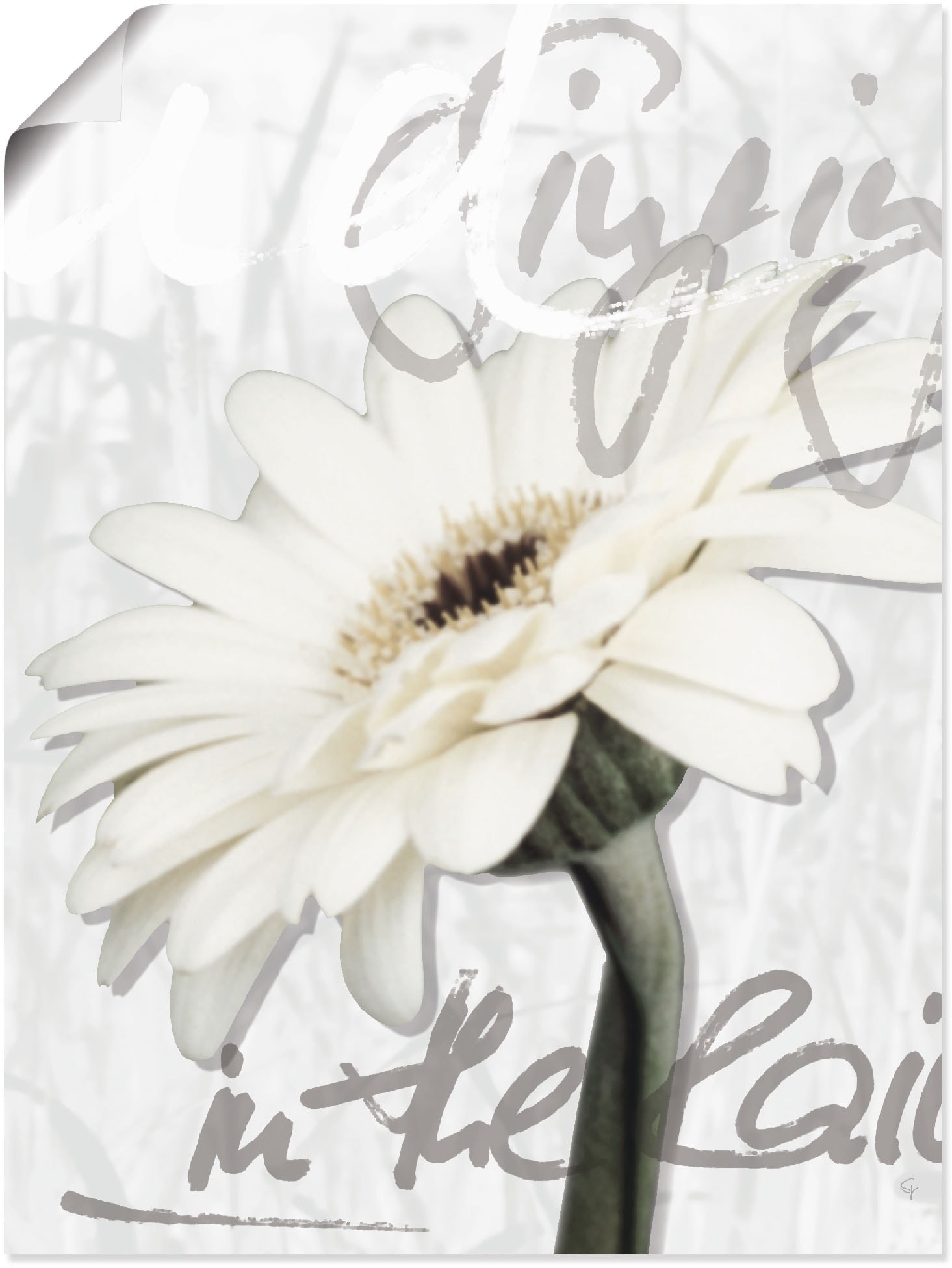 Artland Wandbild »Gerbera«, Blumenbilder, (1 versch. Online in Größen Alubild, Poster Wandaufkleber OTTO St.), oder als Leinwandbild, im Shop