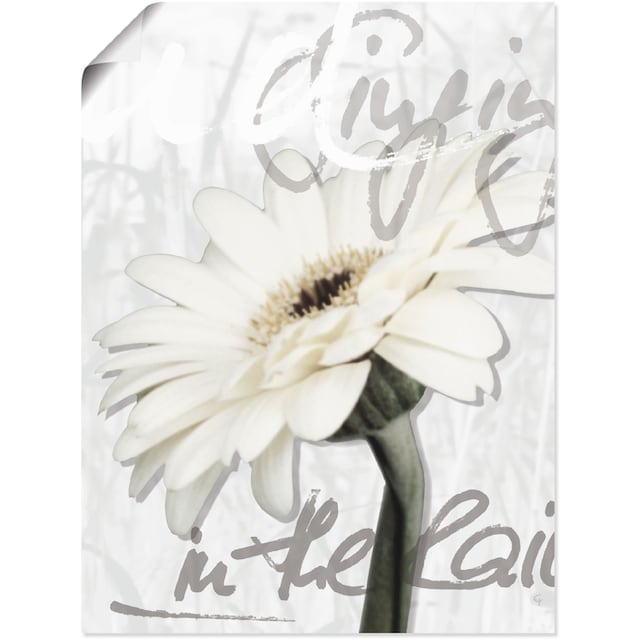 Artland Wandbild »Gerbera«, Blumenbilder, (1 St.), als Alubild, Leinwandbild,  Wandaufkleber oder Poster in versch. Größen im OTTO Online Shop