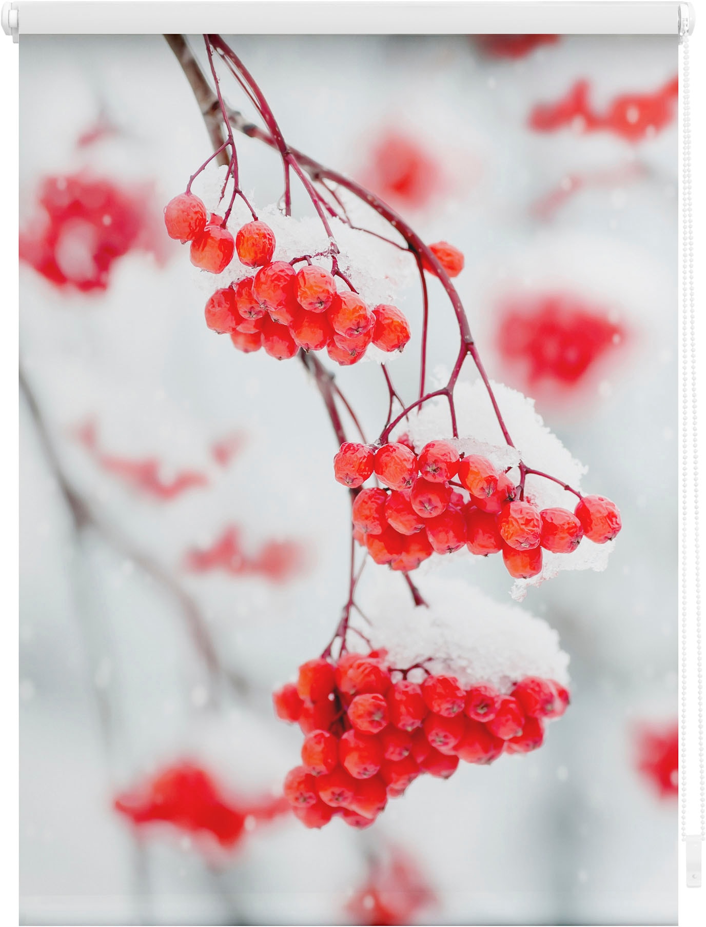 Seitenzugrollo »Klemmfix Motiv Vogelbeeren«, Lichtschutz, ohne Bohren, freihängend,...