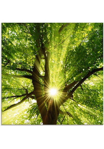 Glasbild »Sonne strahlt explosiv durch den Baum«, Bäume, (1 St.)