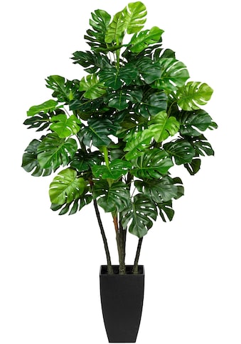 Creativ green Künstliche Zimmerpflanze »Splitphilodendron«, (1 St.) kaufen