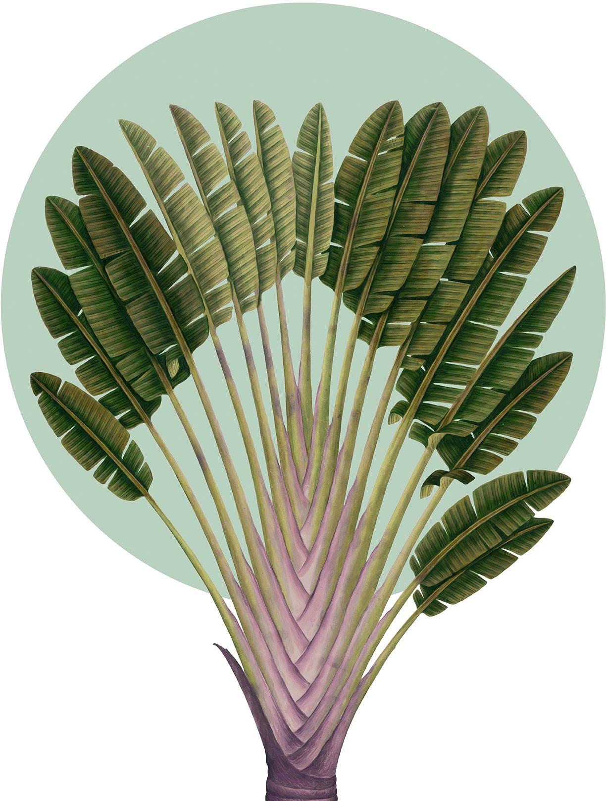 Komar Wandbild »Botanical Garden Pinnate Palm«, (1 St.), Deutsches Premium-Poster Fotopapier mit seidenmatter Oberfläche und hoher Lichtbeständigkeit. Für fotorealistische Drucke mit gestochen scharfen Details und hervorragender Farbbrillanz.