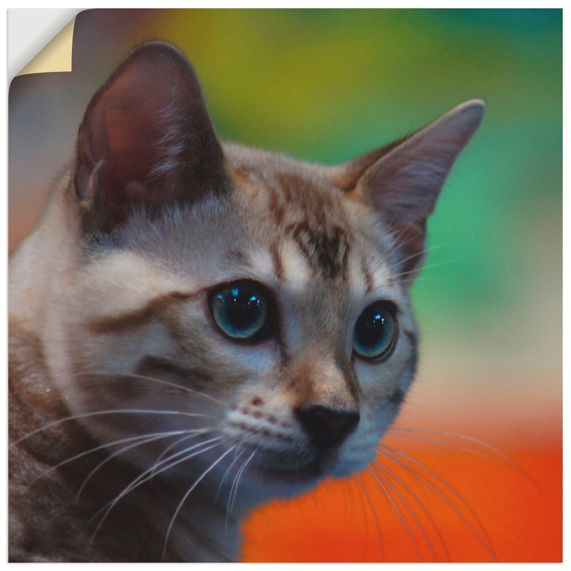 Artland Wandbild »Weiße Bengalkatze«, Haustiere, (1 St.), in vielen Größen & Produktarten - Alubild / Outdoorbild für den Außenbereich, Leinwandbild, Poster, Wandaufkleber / Wandtattoo auch für Badezimmer geeignet