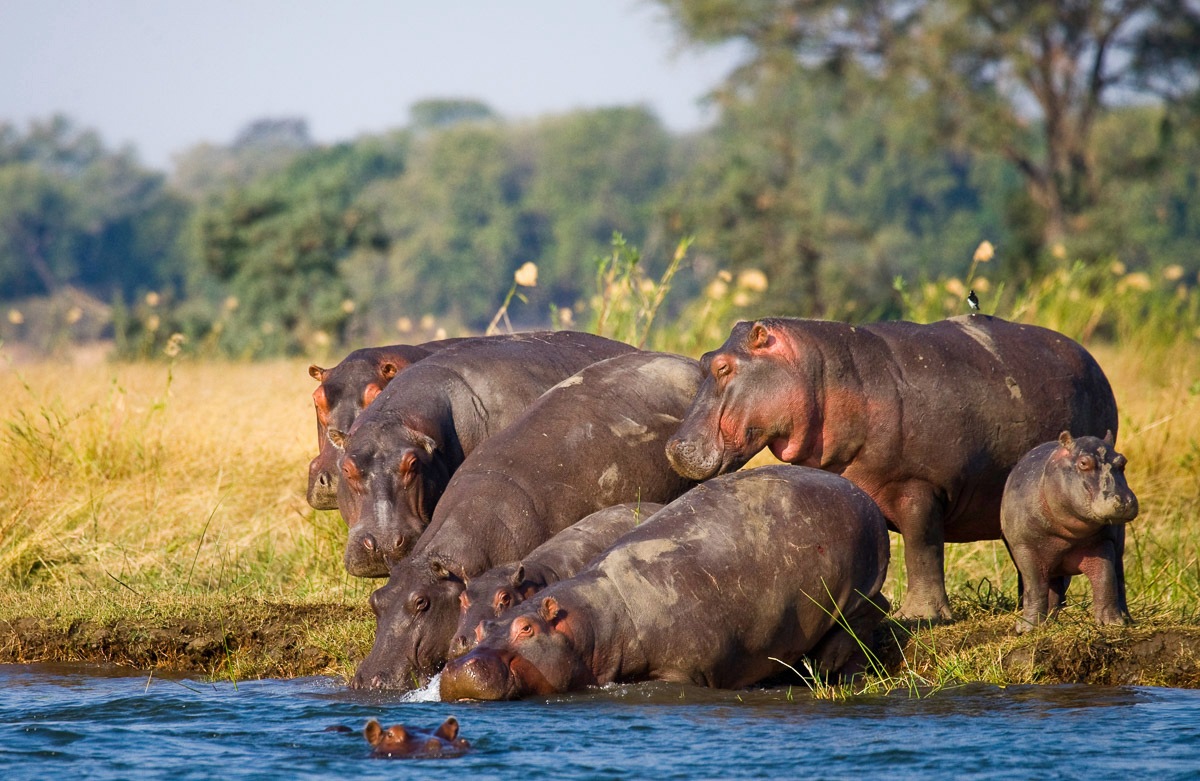 Fototapete »Hippo Familie«