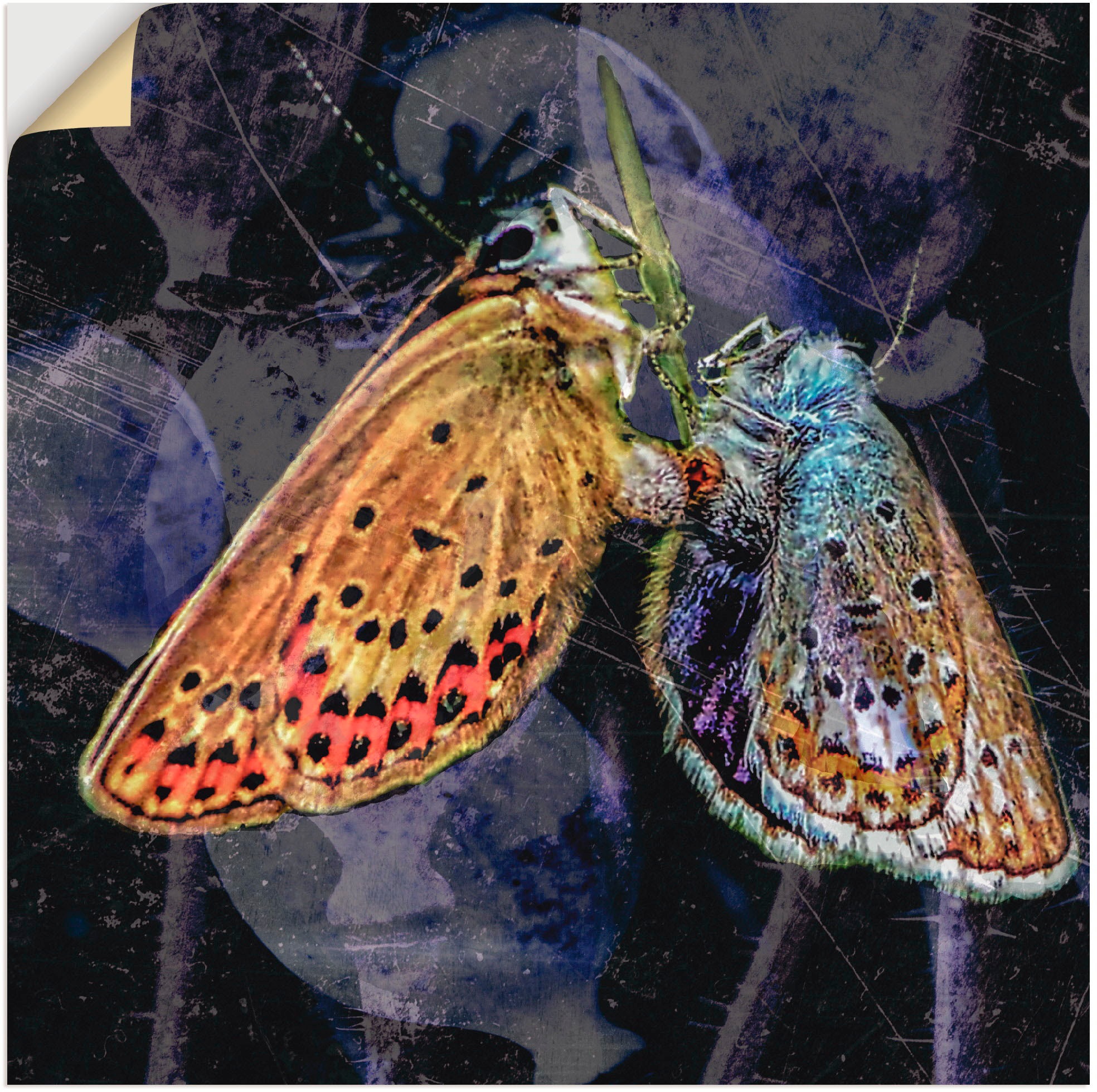 Artland Wandbild »Traumtänzer«, Insekten, (1 St.), in vielen Größen & Produktarten -Leinwandbild, Poster, Wandaufkleber / Wandtattoo auch für Badezimmer geeignet