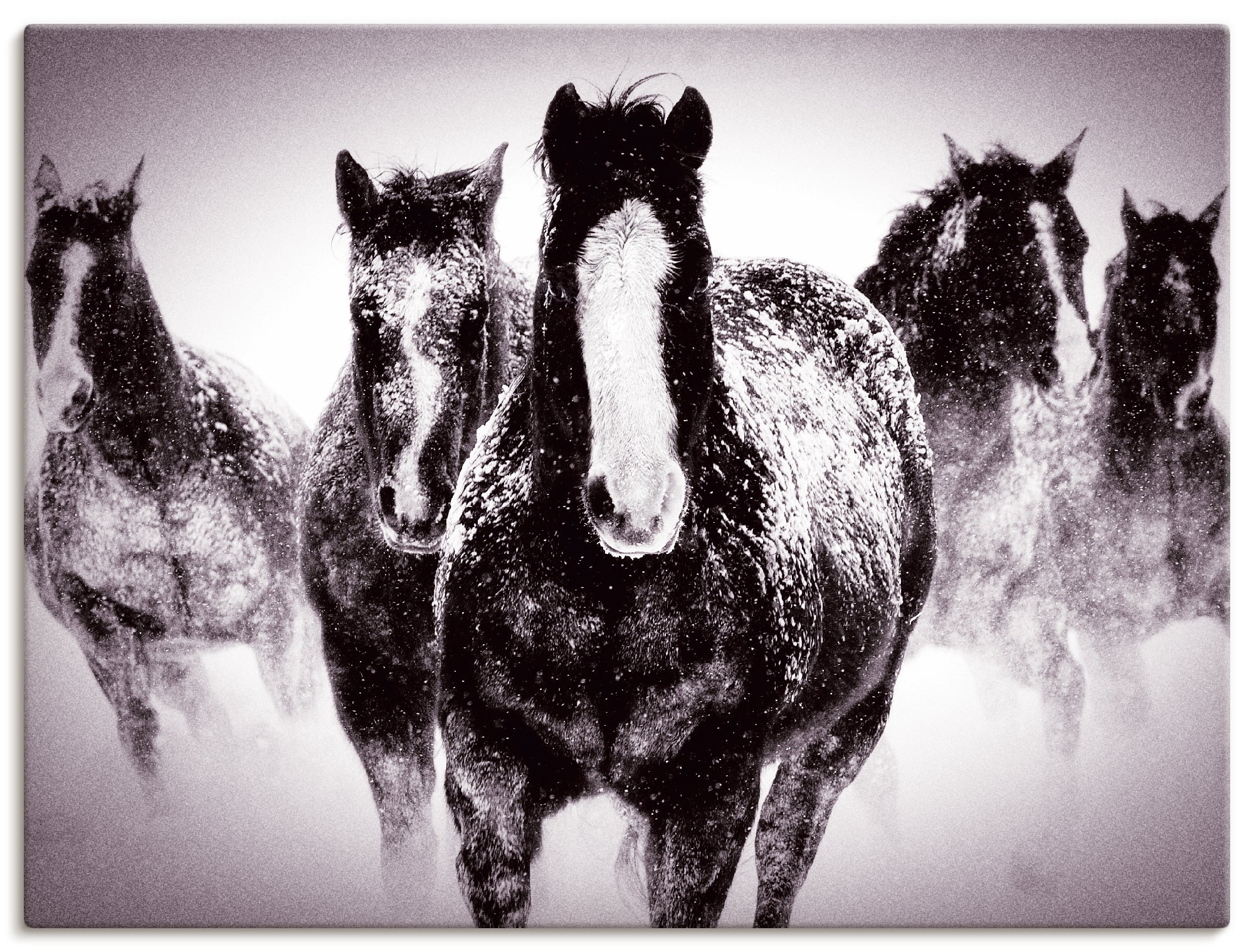 Artland Wandbild »Wintergrummeln«, Haustiere, (1 St.), in vielen Größen & Produktarten -Leinwandbild, Poster, Wandaufkleber / Wandtattoo auch für Badezimmer geeignet