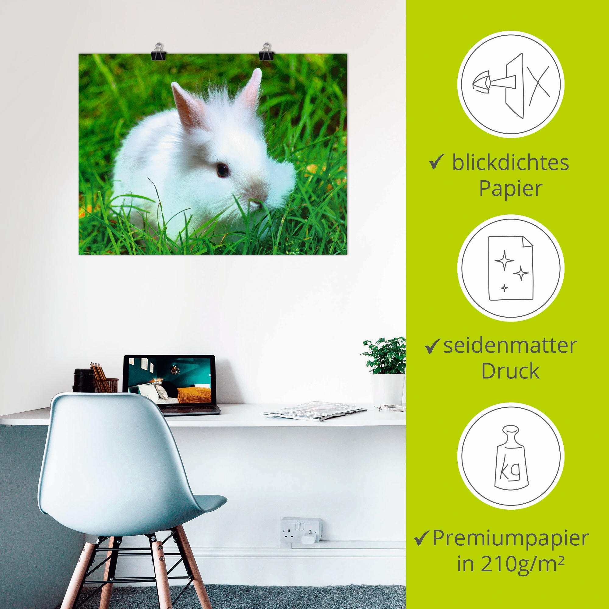 Artland Wandbild »Weißes Zwergkaninchen Baby«, Wildtiere, (1 St.), als Poster, Wandaufkleber in verschied. Größen