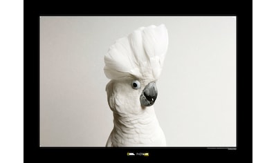 Komar Poster »White Cockatoo«, Tiere, Höhe: 50cm kaufen