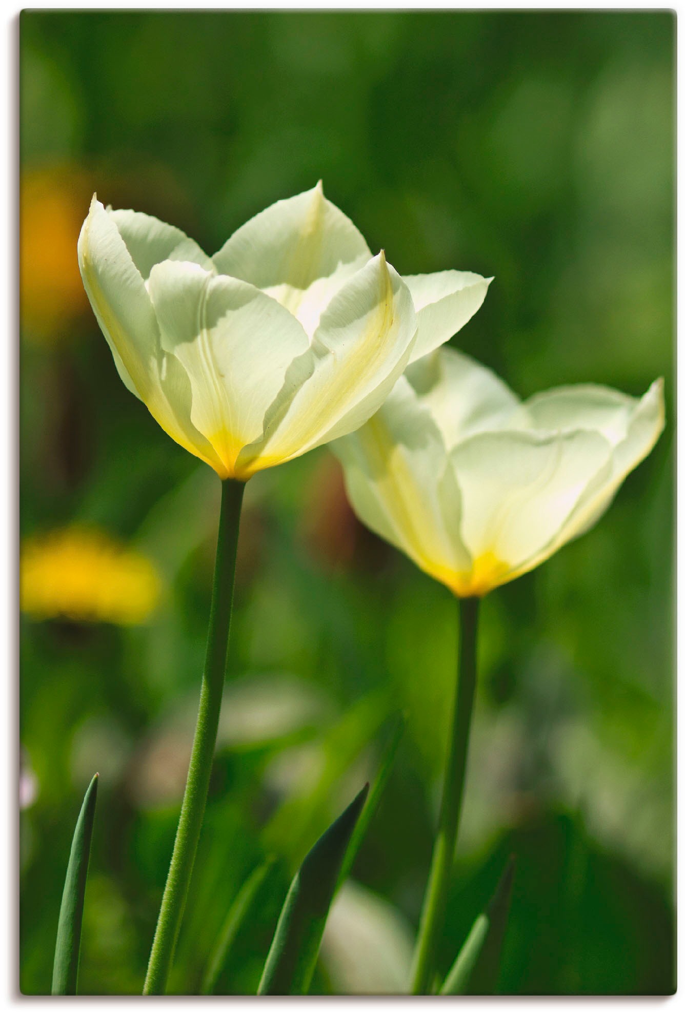 Artland Wandbild »Weiße Tulpen«, Blumen, (1 St.), in vielen Größen & Produktarten - Alubild / Outdoorbild für den Außenbereich, Leinwandbild, Poster, Wandaufkleber / Wandtattoo auch für Badezimmer geeignet