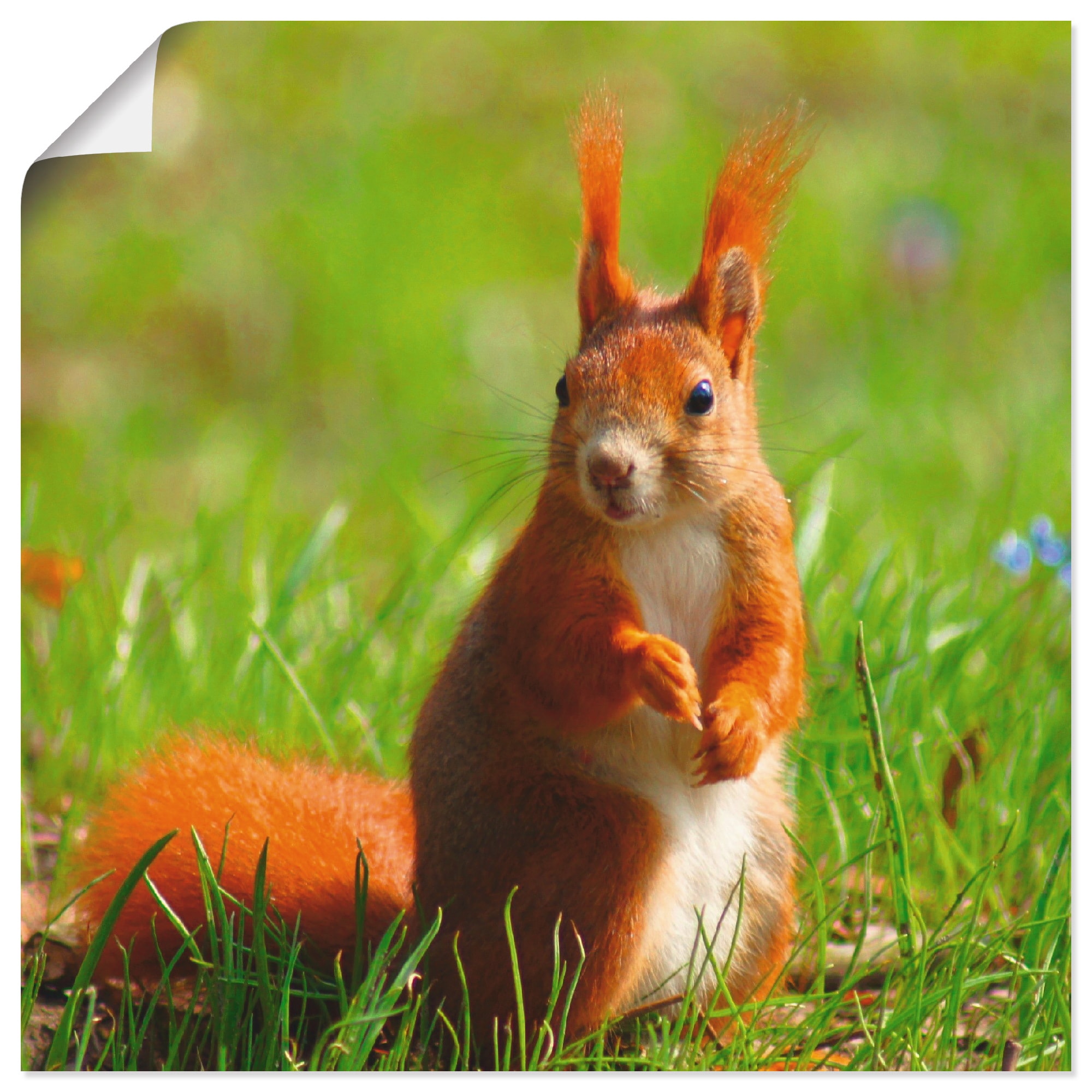 Größen Kontakt«, »Eichhörnchen als Wandaufkleber OTTO in Shop Wandbild Poster Artland (1 Leinwandbild, versch. Online bestellen im oder St.), Wildtiere,