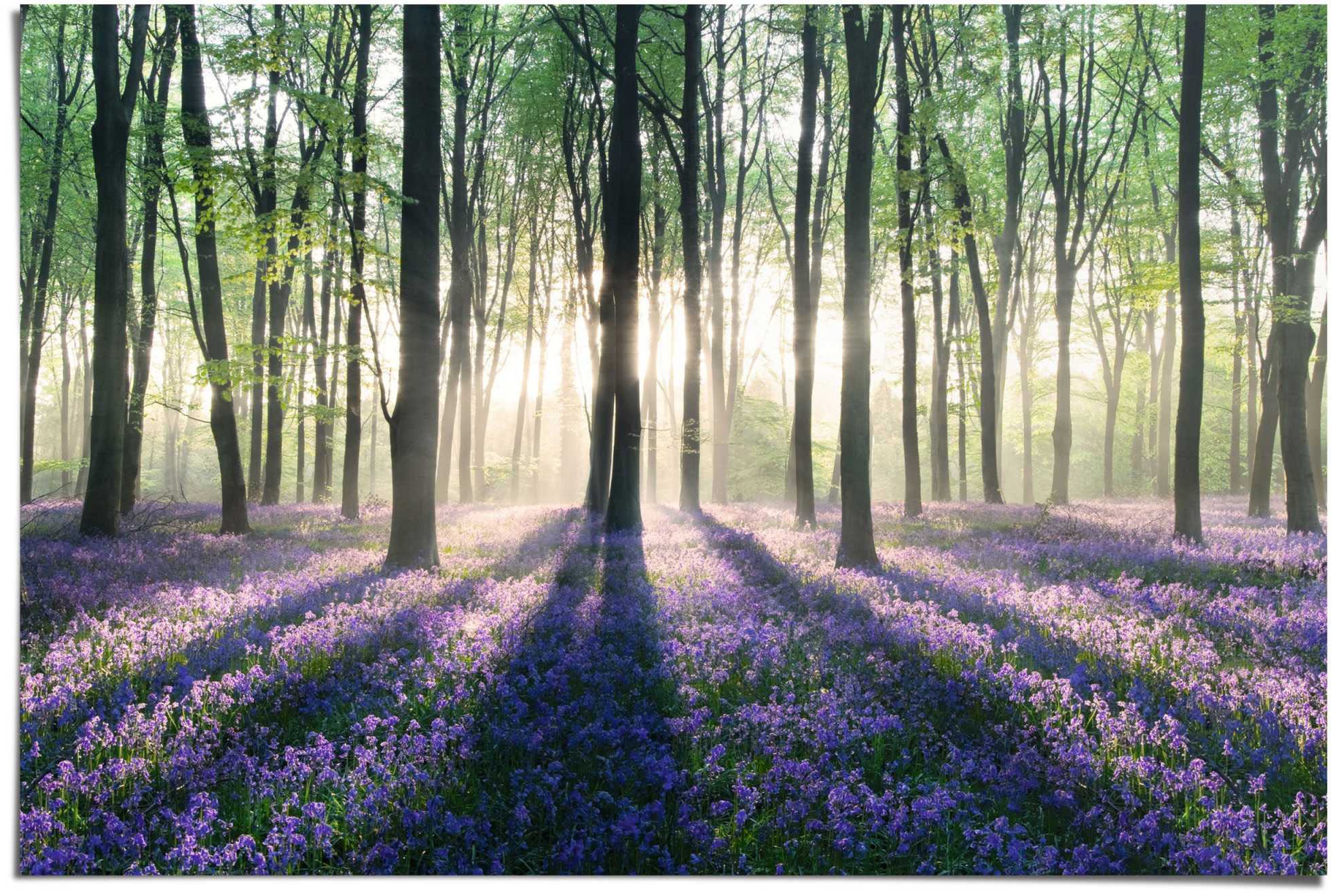 Reinders! Poster »Glockenblumen im Wald«, (1 St.)