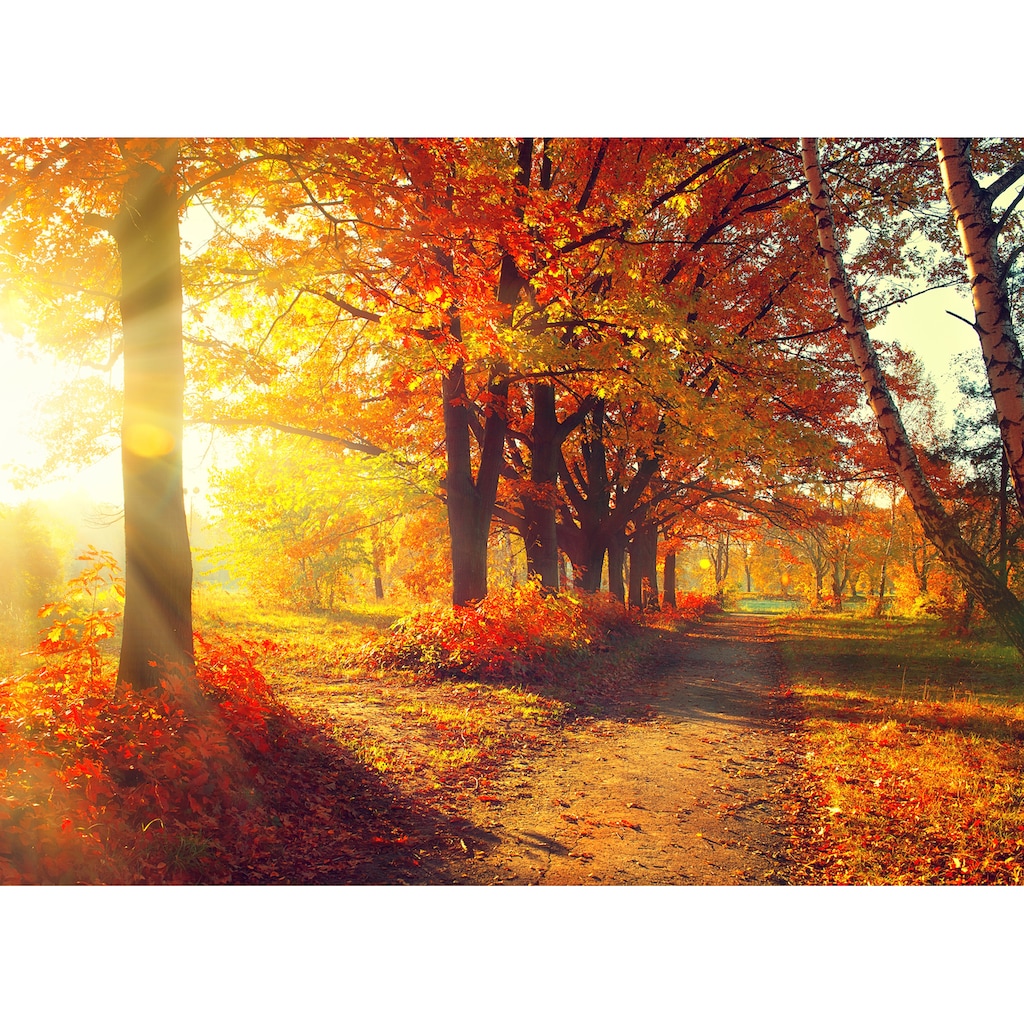 Papermoon Fototapete »Autumn Forest«