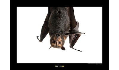 Komar Poster »Spectacled Flying Fox«, Tiere, Höhe: 30cm kaufen