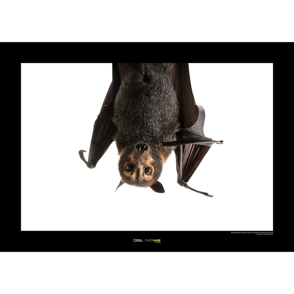 Komar Poster »Spectacled Flying Fox«, Tiere