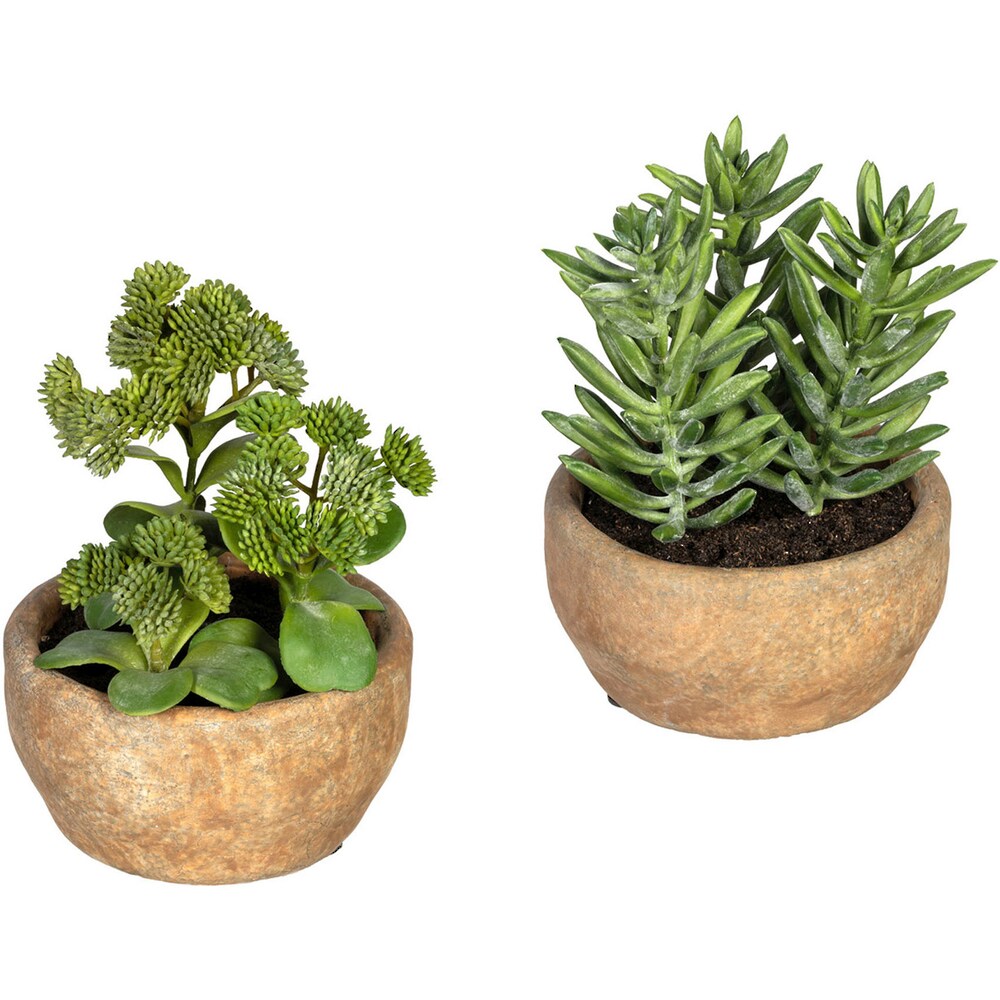 Creativ green Künstliche Zimmerpflanze »Sukkulenten Sedum und Aloe«, (2 St.), im... kaufen