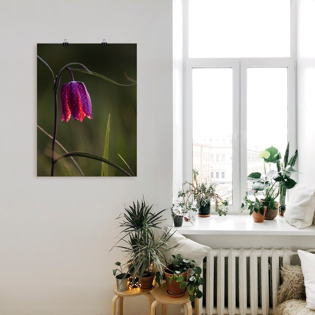 Artland Wandbild »Leuchtende Schachbrettblume«, Blumen, (1 St.), als Alubild,  Leinwandbild, Wandaufkleber oder Poster in versch. Größen bei OTTO