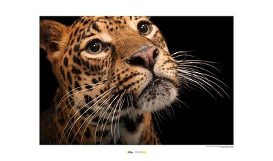 Komar Poster »Javan Leopard«, Tiere, Höhe: 40cm kaufen