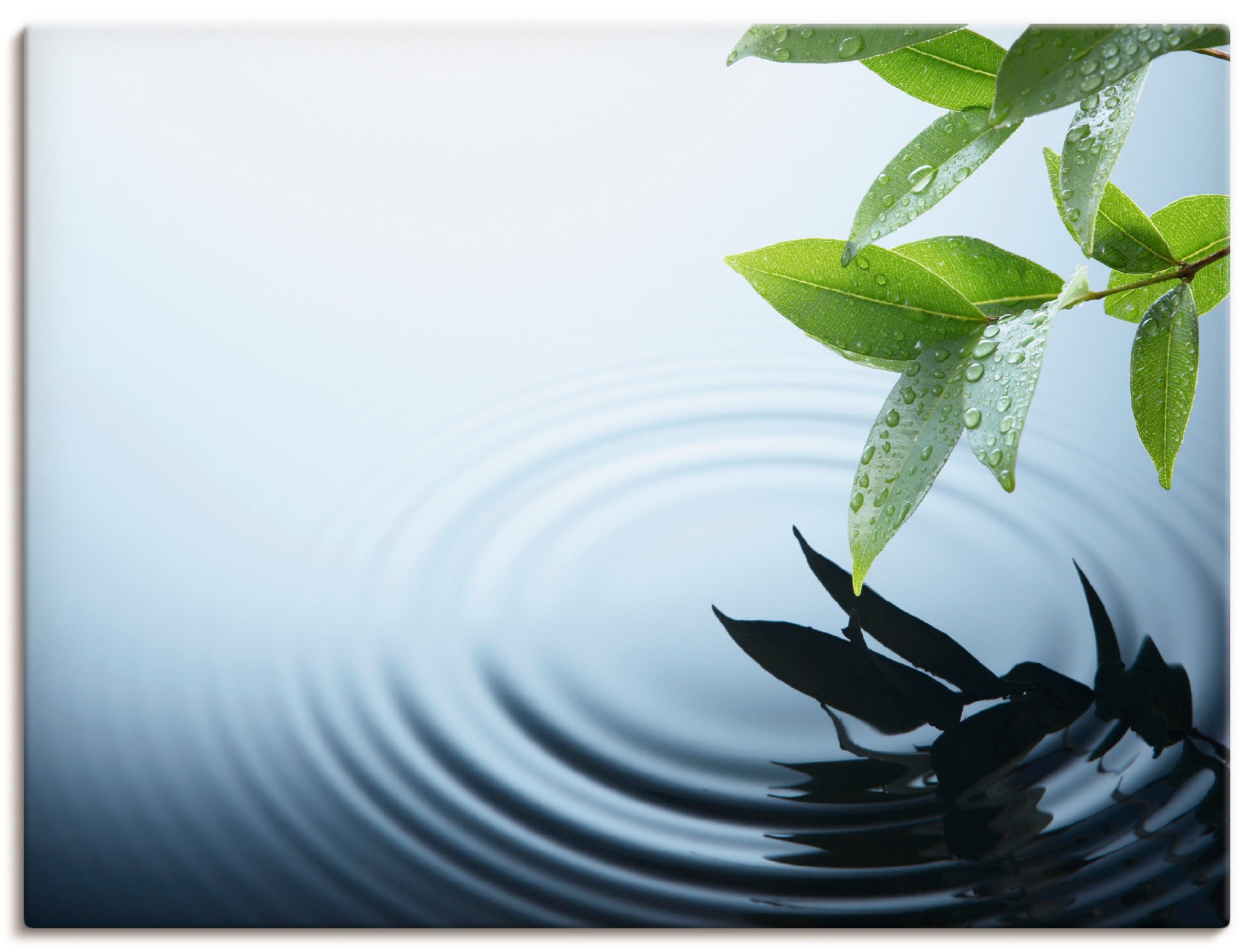 Artland Wandbild »Pflanze und Wasser«, Zen, (1 St.), in vielen Größen & Produktarten - Alubild / Outdoorbild für den Außenbereich, Leinwandbild, Poster, Wandaufkleber / Wandtattoo auch für Badezimmer geeignet