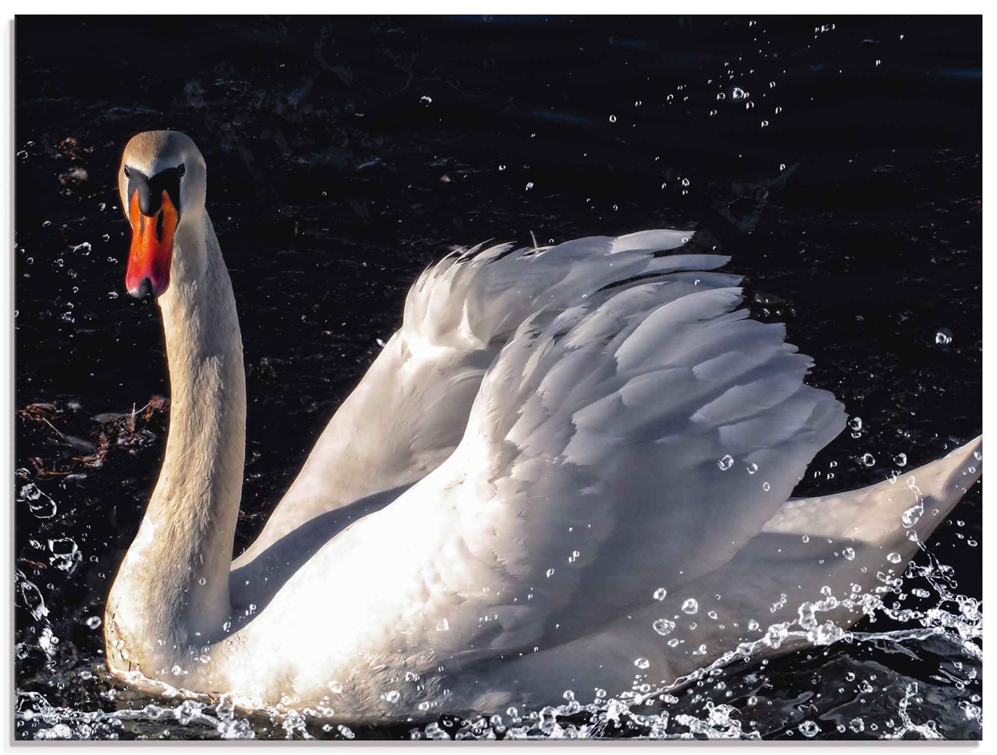 Artland Glasbild »Schwan«, Vögel, (1 St.)