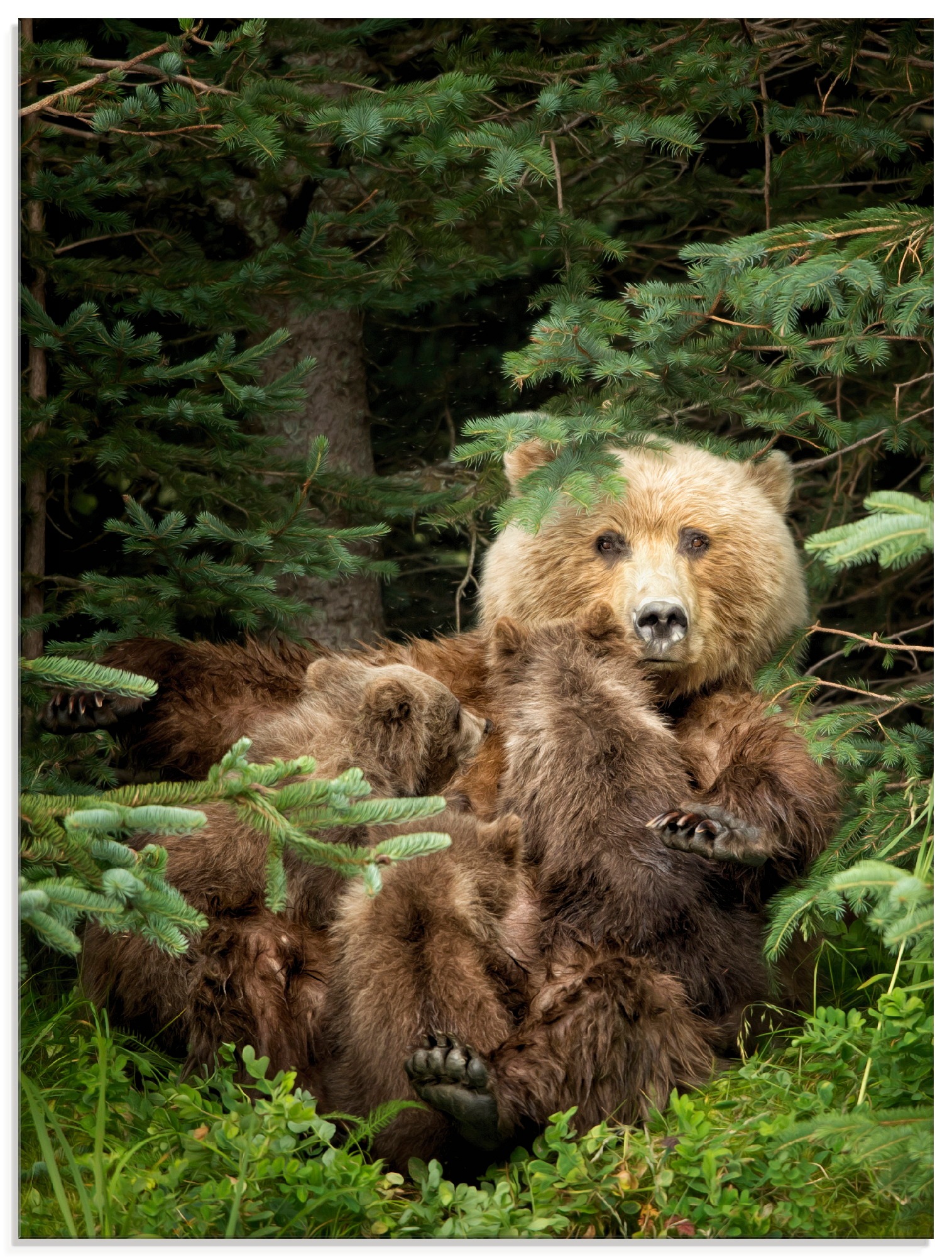 Artland Glasbild »Bären beim Spielen IV«, Wildtiere, (1 St.)