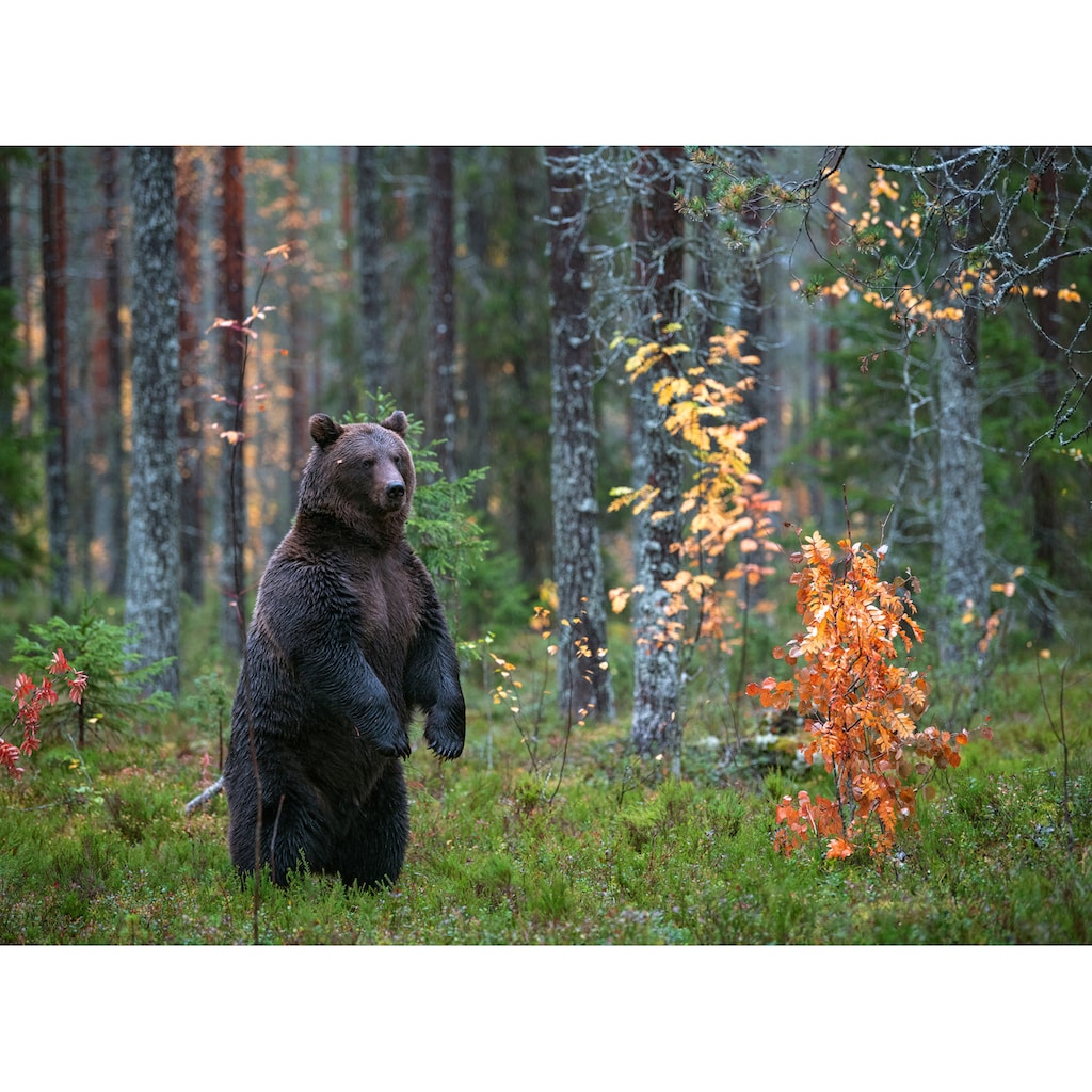 Papermoon Fototapete »Brown Bear in Autumn Forest«