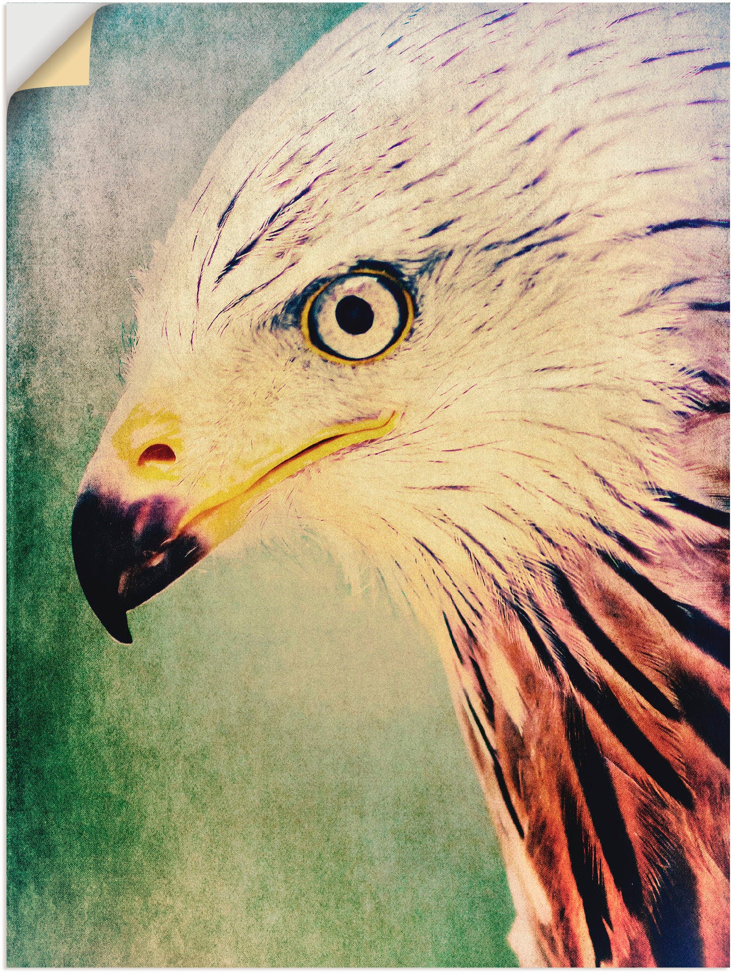 Artland Wandbild »Rotmilan«, Vögel, (1 St.), in vielen Größen & Produktarten -Leinwandbild, Poster, Wandaufkleber / Wandtattoo auch für Badezimmer geeignet
