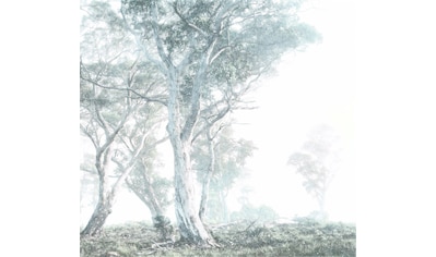 Komar Fototapete »Magic Trees«, minimalistisch-abstrakt kaufen