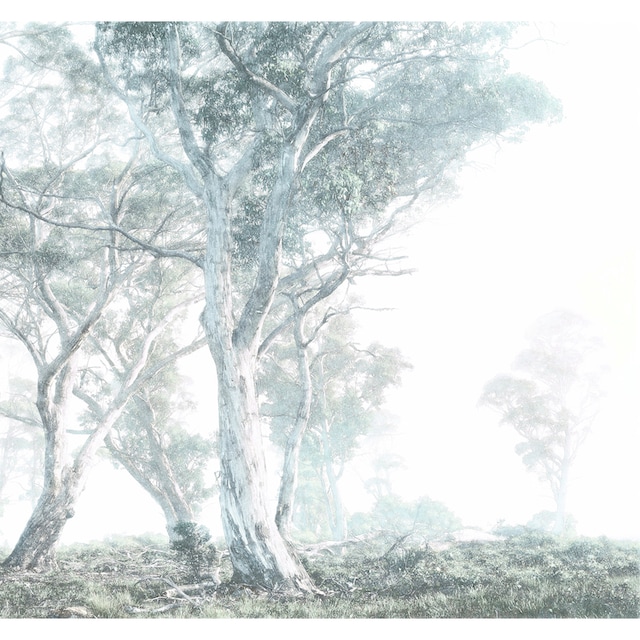 Komar Vliestapete »Magic Trees«, 300x280 cm (Breite x Höhe), Vliestapete, 100  cm Bahnbreite online kaufen bei OTTO