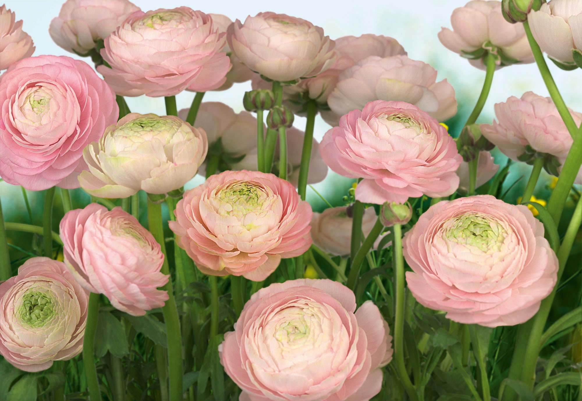 Komar Fototapete »Gentle Rosé«, 368x254 cm (Breite x Höhe) kaufen bei OTTO