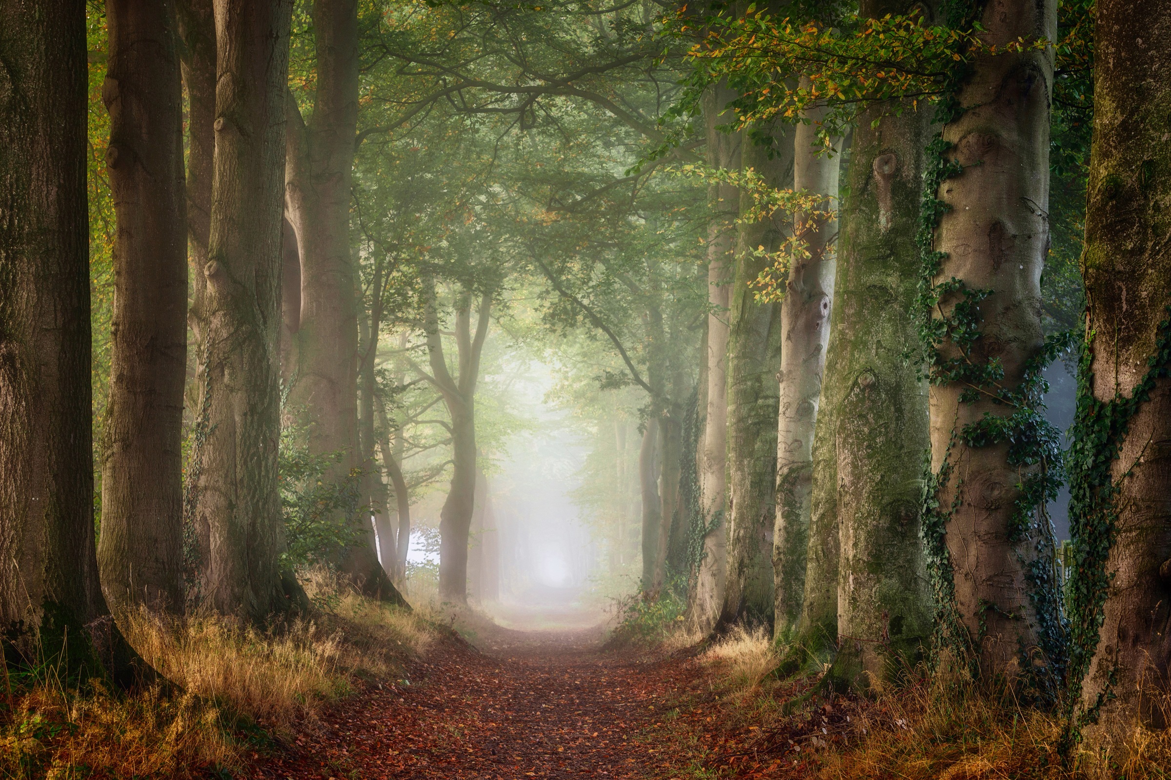 Papermoon Fototapete »Photo-Art  ELLEN BORGGREVE, NACH VORNE«