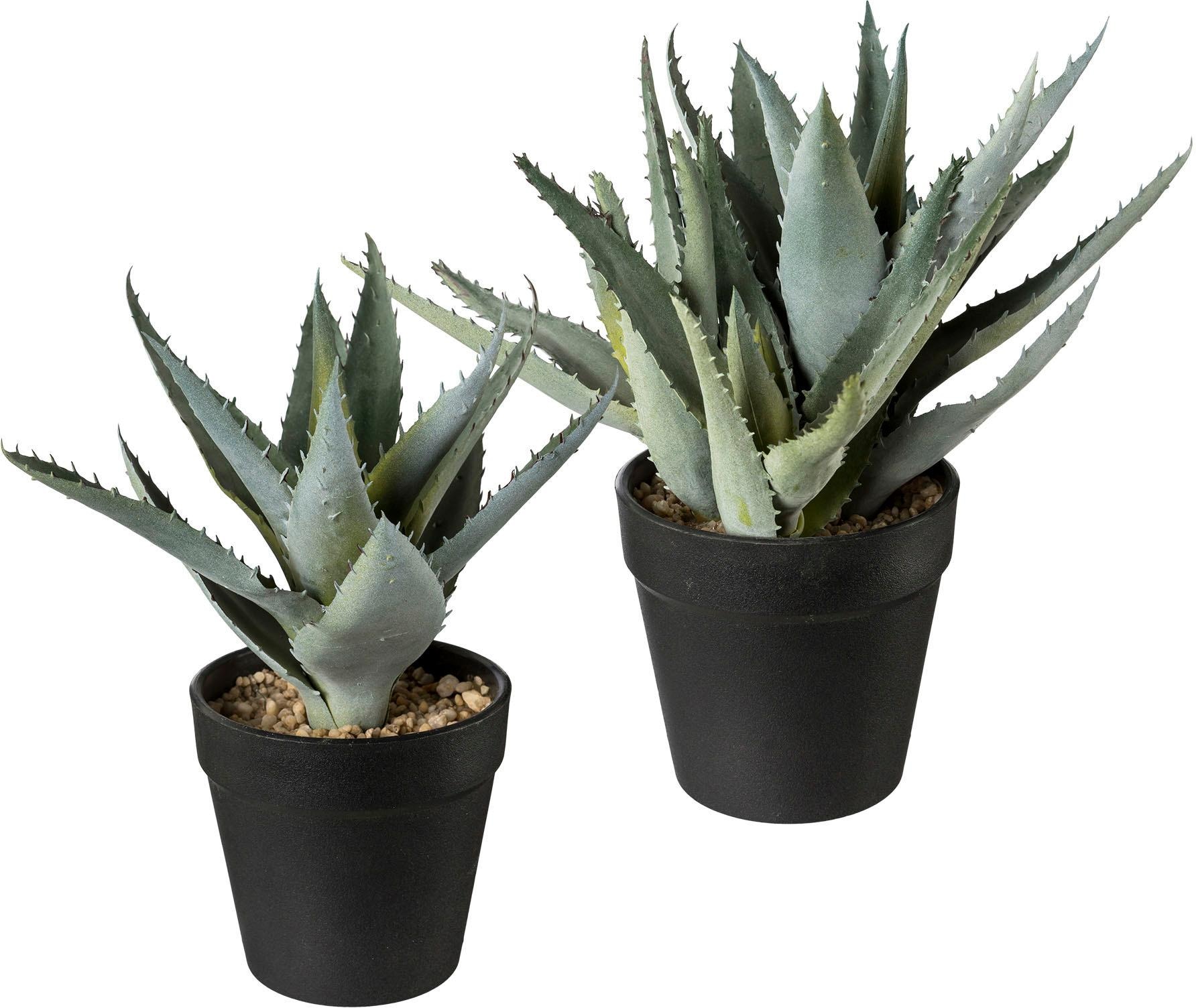 Creativ green Künstliche Zimmerpflanze »Agave (1 im St.) americana OTTO variegata«, Online Shop