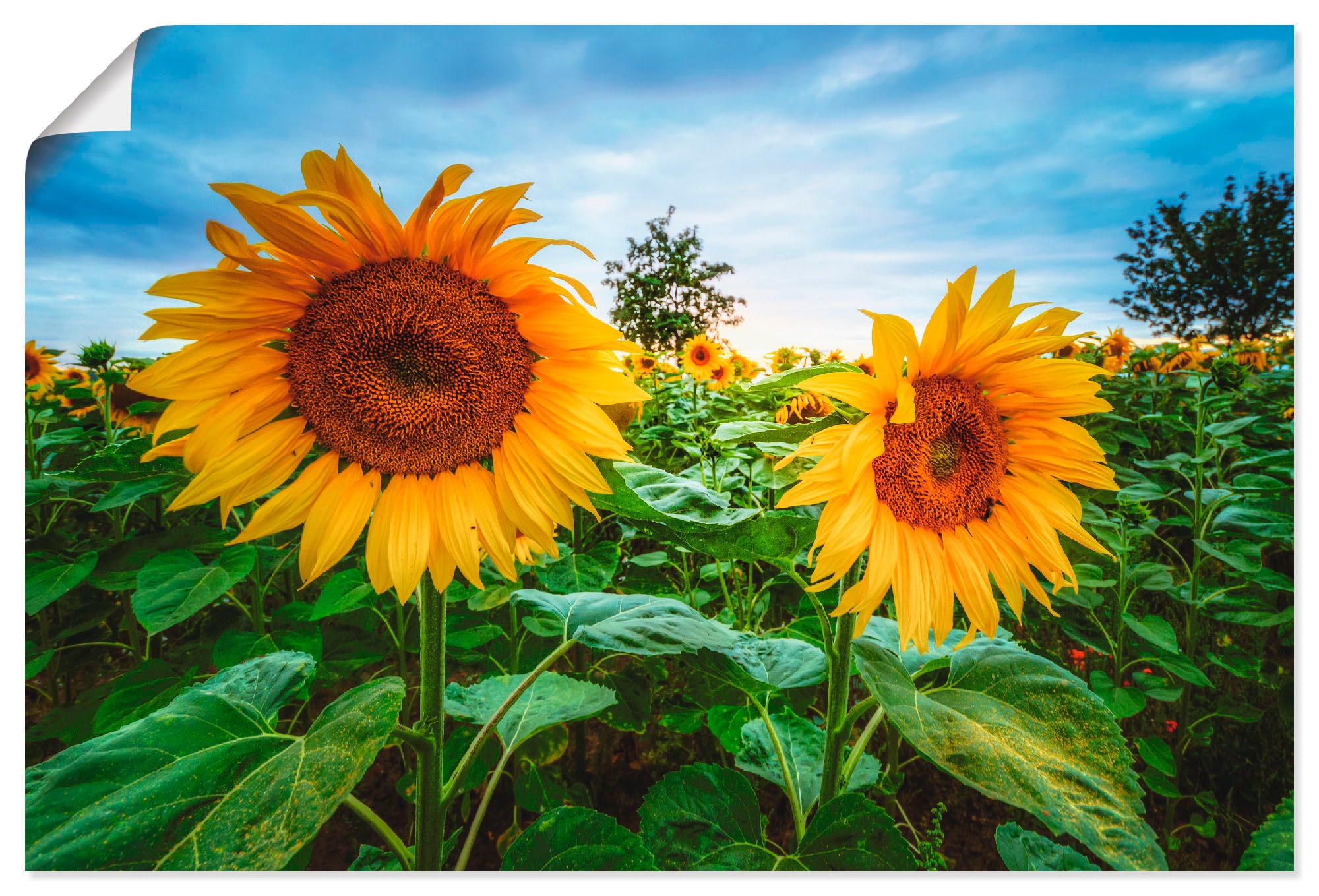 Artland Wandbild »Sonnenblumen I«, Blumen, (1 St.), in vielen Größen & Produktarten - Alubild / Outdoorbild für den Außenbereich, Leinwandbild, Poster, Wandaufkleber / Wandtattoo auch für Badezimmer geeignet