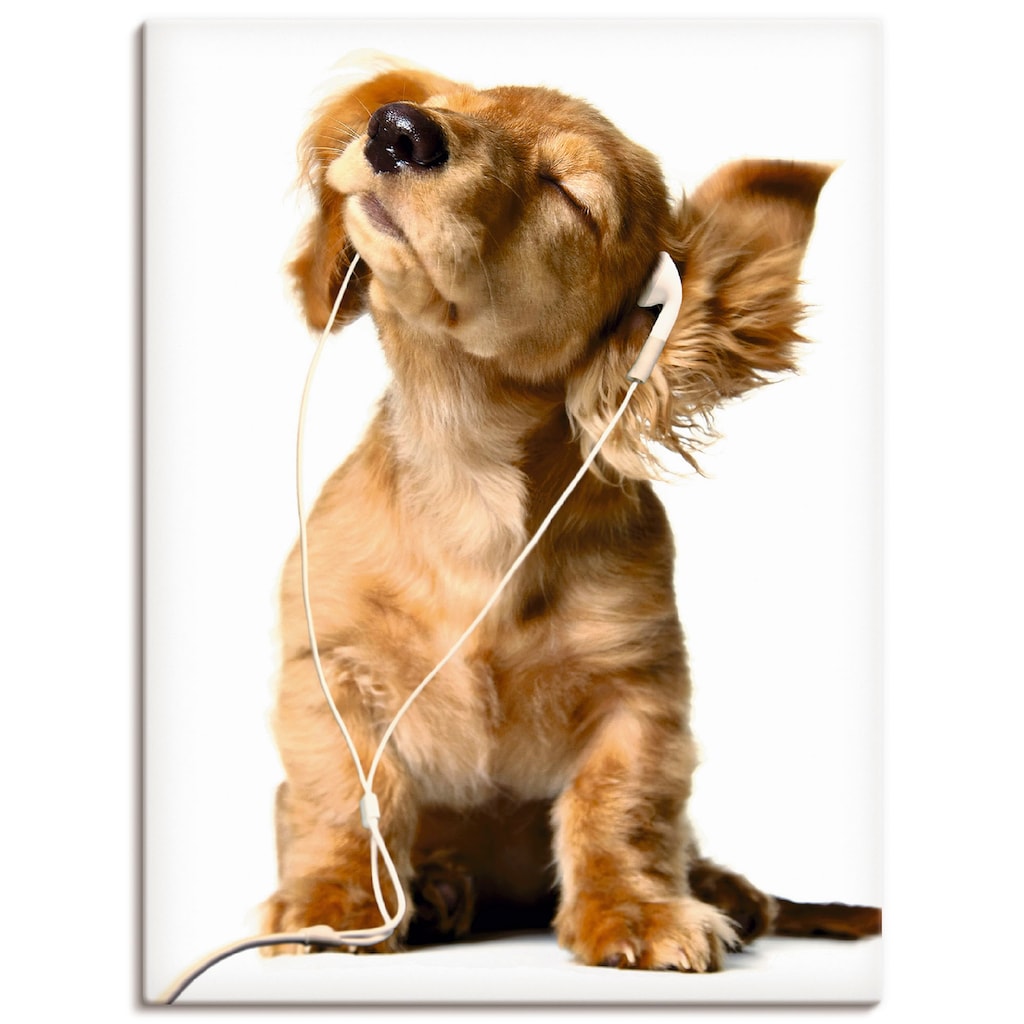 Artland Wandbild »Junger Hund hört Musik über Kopfhörer«, Haustiere, (1 St.)