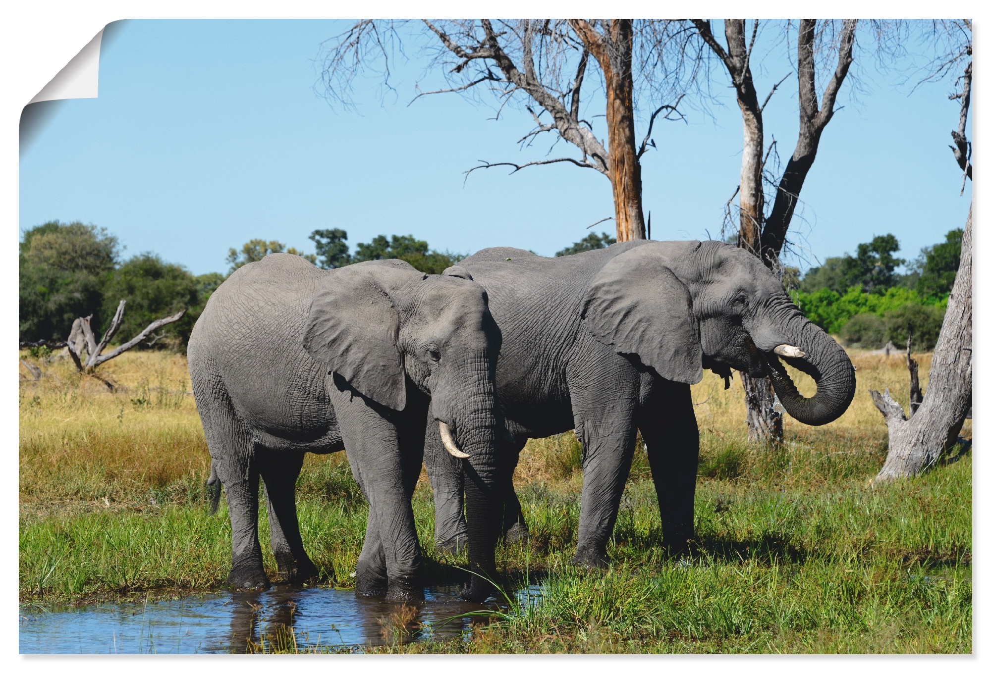 OTTO versch. als Artland Größen Online bestellen Wildtiere, oder Poster Shop Wandbild im Elefanten«, in Wandaufkleber Alubild, (1 Leinwandbild, »Afrikanische St.),